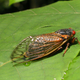 Image for article titled Get ready for Brood X, a swarm of screaming sex-fiend cicadas